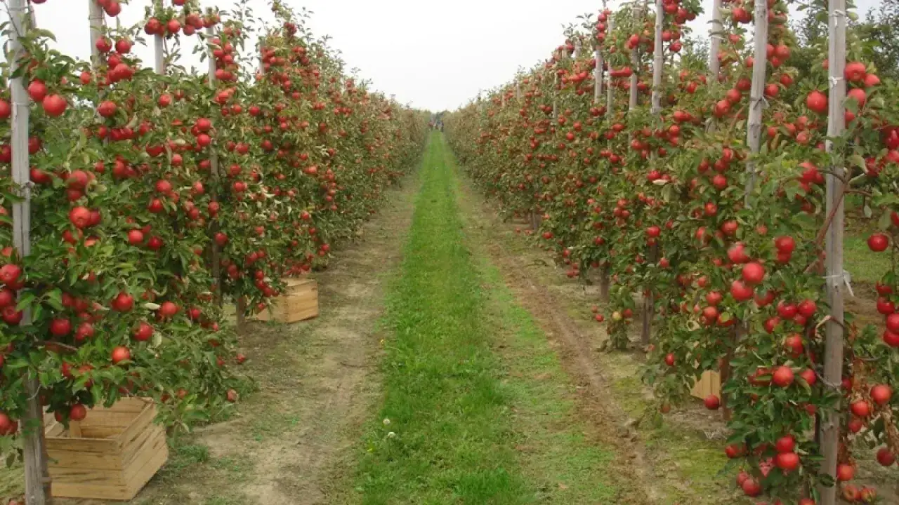 Rzędy jabłoni uginające się pod ciężarem czerwonych owoców, gotowych na pyszny cydr sandomierski.