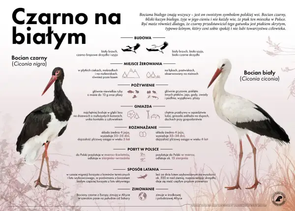 Czarny bocian, w przeciwieństwie do białego, jest ptakiem leśnym. Ile procent jego diety stanowią ryby? Głównie niewielkie ryby do 10g i płazy.